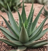 Agave sobre picón rojizo