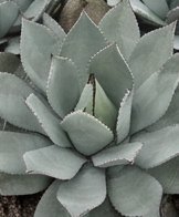 Agave de tono verde agua
