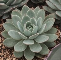 Roseta de echeveria